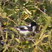 White-winged Tit